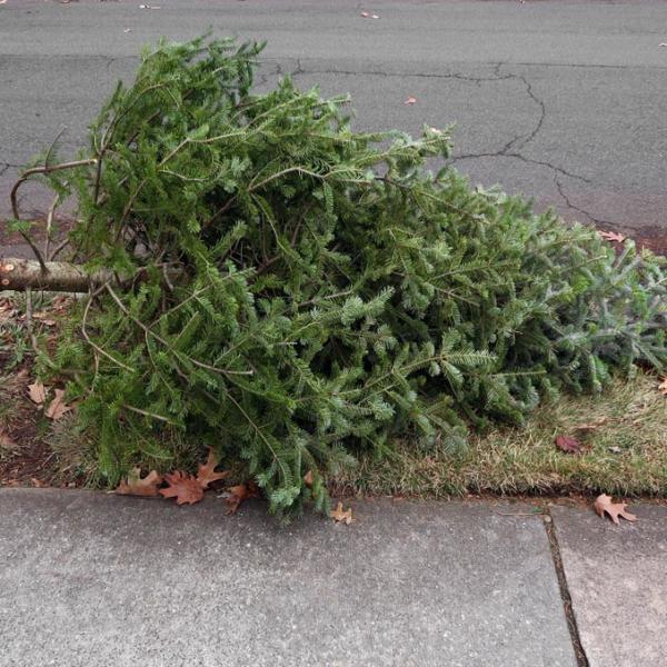 Christmas Tree Removal Service In Burien