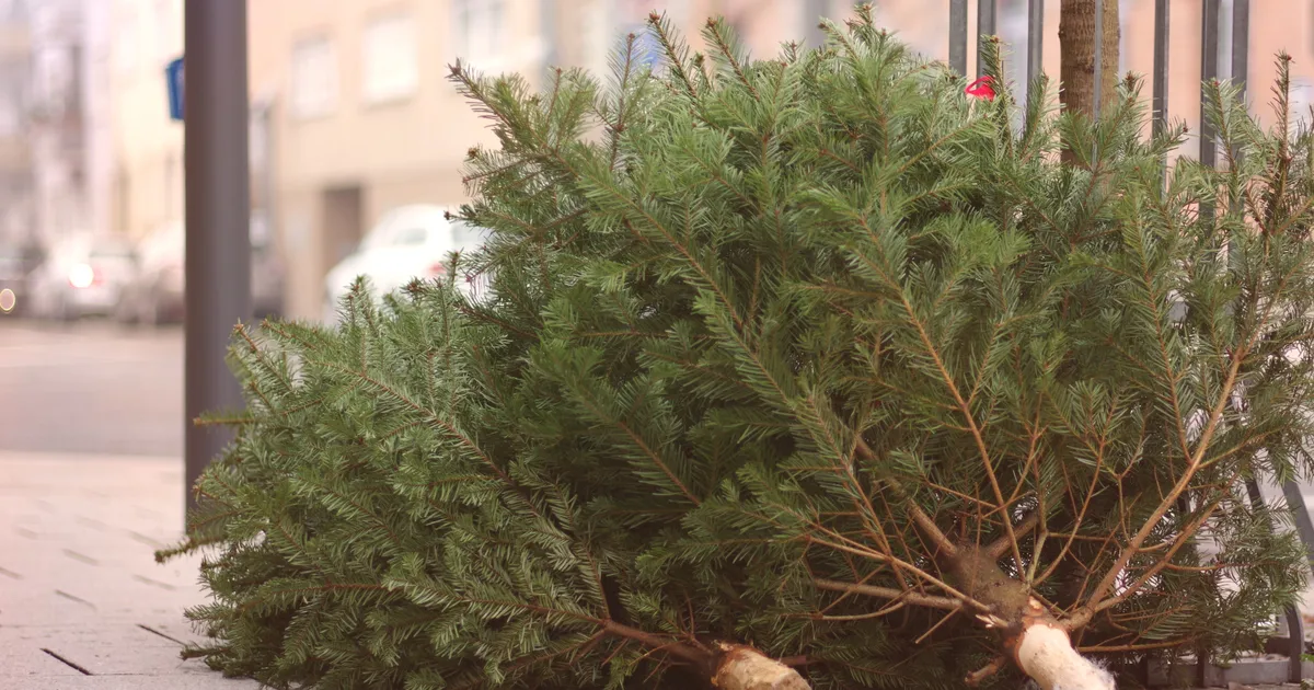 Christmas Tree Removal Service In Burien